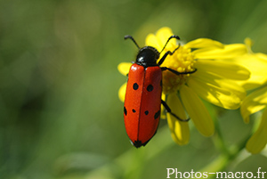 Mylabris quadripunctata